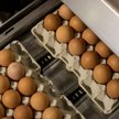 Ponad 4 mln jaj skażonych antybiotykiem. Ostrzeżenie dla klientów