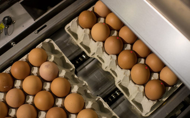 Ponad 4 mln jaj skażonych antybiotykiem. Ostrzeżenie dla klientów