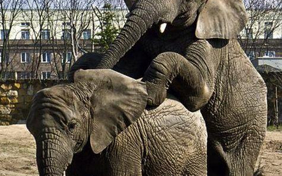 Słonie widziane z tarasu