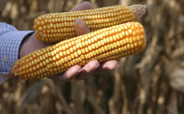 Francja nie chce kukurydzy modyfikowanej genetycznie