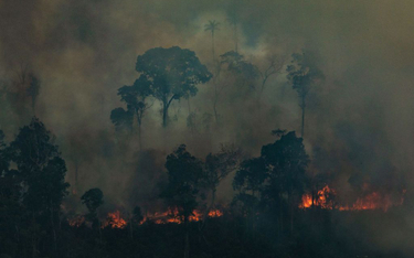 Eksperci: Dżungla amazońska produkuje 20 proc. tlenu? Nie