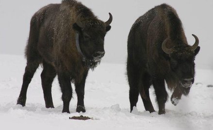 Egzotyczna niemoc leśnych olbrzymów