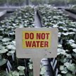 Polska zapłaci za brak kontroli GMO?