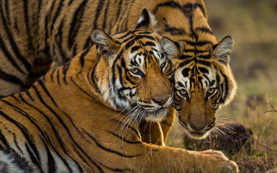 Para młodych tygrysów bengalskich w Indiach w Ranthambhore National Park. Obecnie mniej niż 4 000 ty