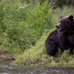 Niedźwiedź grizzly