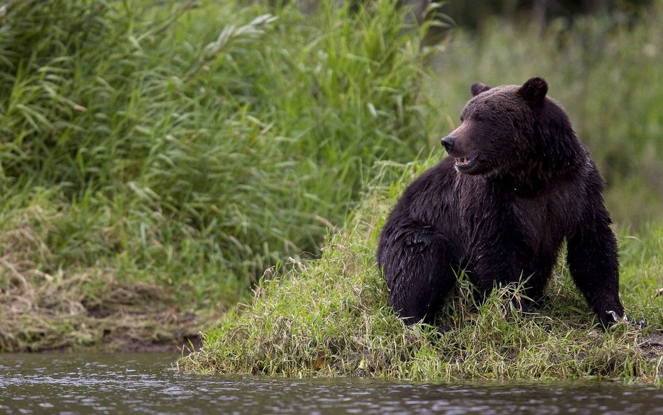 Niedźwiedź grizzly