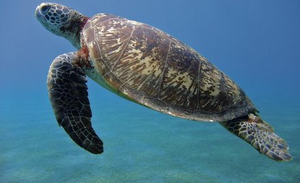 Na archipelagu Sangalaki znajdują się jedne z największych skupisk gniazdowania żółwi zielonych