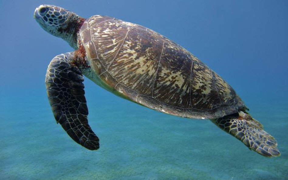 Na archipelagu Sangalaki znajdują się jedne z największych skupisk gniazdowania żółwi zielonych