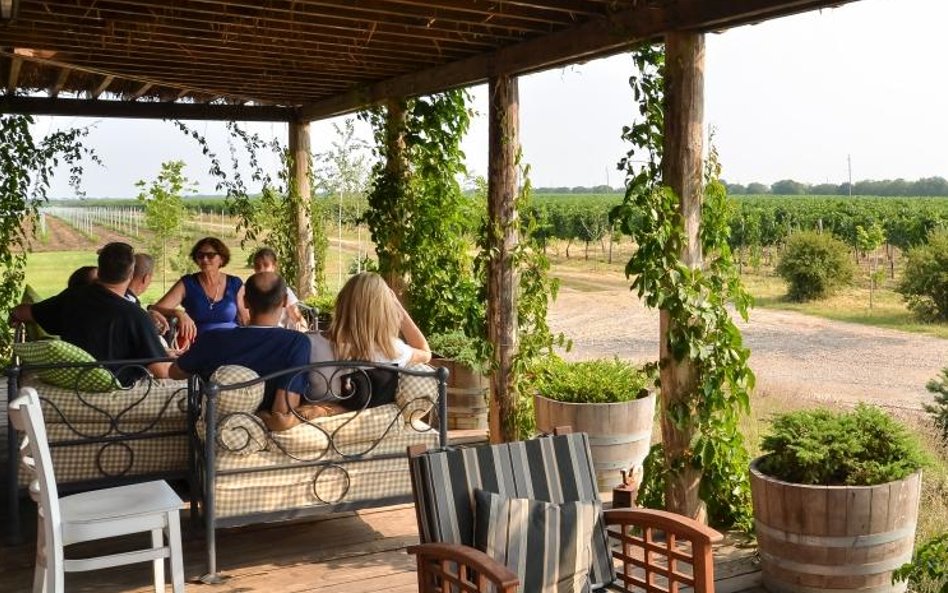 Winnice przygotowane są do przyjmowania gości, którzy chcą degustować miejscowe wyroby