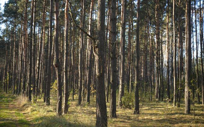 Osiedle domów z drewna lasów