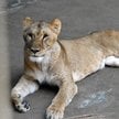 Jedna z lwic, które padły z powodu upału w ogrodzie zoologicznym Tama w Tokio