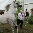 Dni Konia arabskiego w Janowie Podlaskim