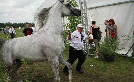 Dni Konia arabskiego w Janowie Podlaskim