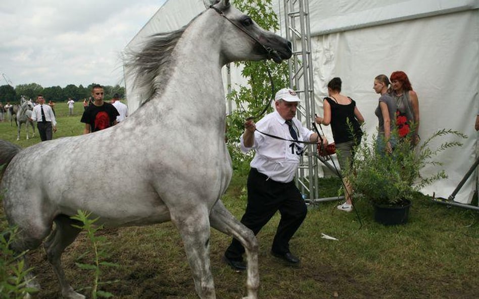 Dni Konia arabskiego w Janowie Podlaskim