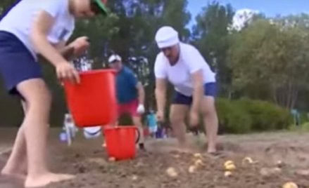 Zbierać kartofle jak prezydent
