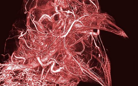 Fot:Scott Echols. Projekt, który powstał w celu tworzenia technologii, która pozwala na badanie anat