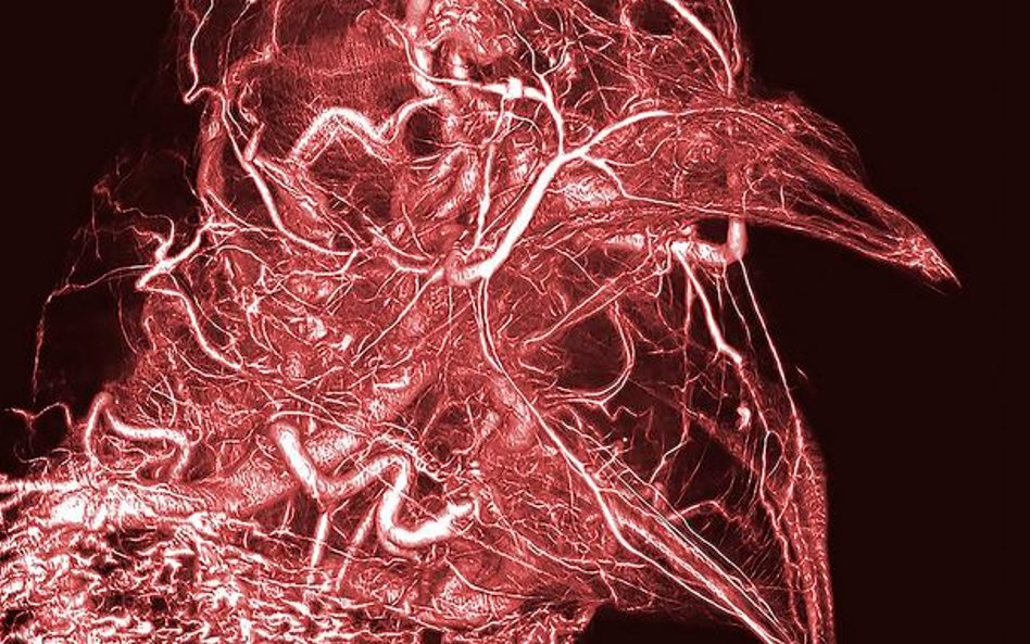 Fot:Scott Echols. Projekt, który powstał w celu tworzenia technologii, która pozwala na badanie anat