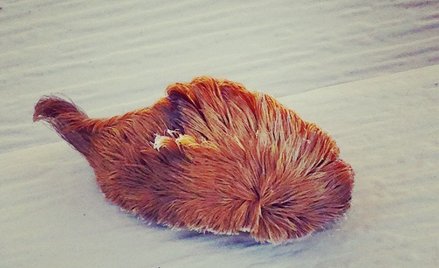 USA: Walczyli z ptakami, mają problem z jadowitymi gąsienicami