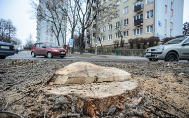 Kazimierz Marcinkiewicz o zliberalizowaniu przepisów dotyczących wycinki drzew