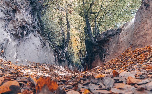 Jesienią dno wąwozu pokrywa się grubą warstwą liści dębów, lip i grabów