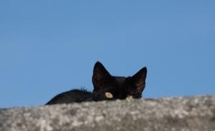 Handel skórkami z kota jest zabroniony