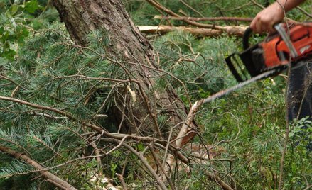 Masz drzewo do wycięcia? Gdzie drwa robią, kasa leci