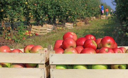 Rolnicy szybciej dostaną pieniądze od Döhlera