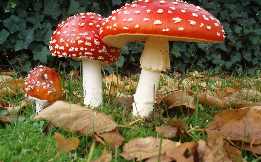 Muchomor czerwony