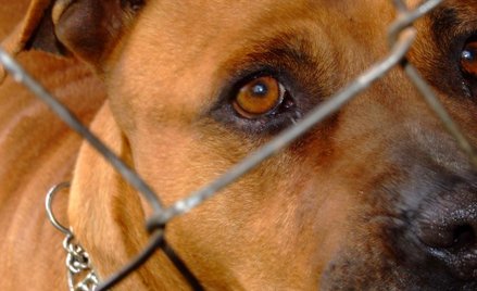 Spór o psie uszy na wokandzie