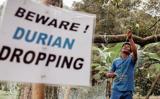 Uwaga na spadające duriany. Uprawa w Malezji, jednym z czterech największych eksporterów tych owoców