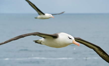 Albatrosy będą śledzić rybackich kłusowników