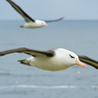 Albatrosy będą śledzić rybackich kłusowników
