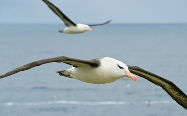 Albatrosy będą śledzić rybackich kłusowników