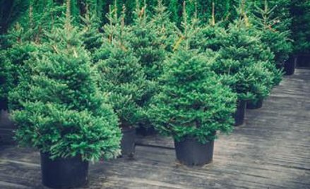 W Gdańsku można wypożyczyć choinkę na święta, a przy okazji pomóc dzikim zwierzętom.