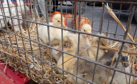Na święta nowe foie gras, ale droższe