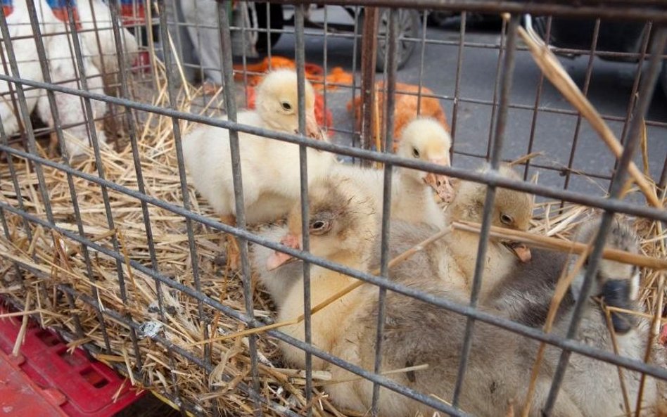 Na święta nowe foie gras, ale droższe