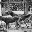 Wilki workowate. Schwytane okazy zwykle trafiały do ogrodów zoologicznych. Ostatni przedstawiciel ga