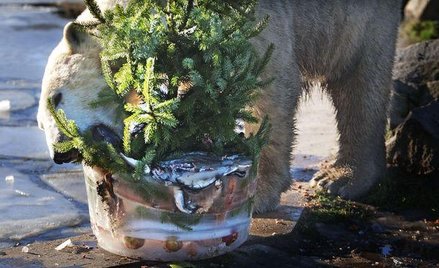 1 stycznia będzie dniem niedźwiedzia polarnego