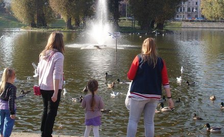Dokarmianie gołębi może się skończyć zarażeniem cholerą