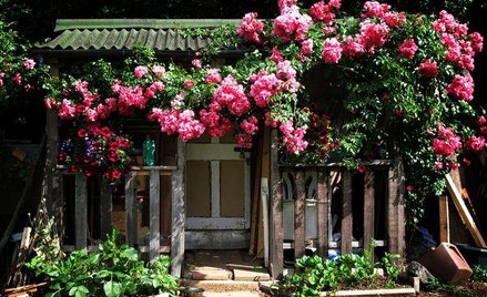 Jak wynika z orzeczenia NSA, większość z 900 tys. altan w ogródkach działkowych w kraju to samowole 