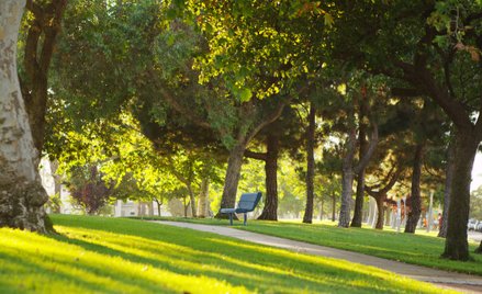 Zbadali związek między drzewami w miastach i zgonami z upałów