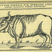 Tur, ilustracja z książki Siegmunda von Herbersteina „Rerum moscovitarum commentarii” (XVI w.)