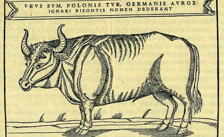 Tur, ilustracja z książki Siegmunda von Herbersteina „Rerum moscovitarum commentarii” (XVI w.)