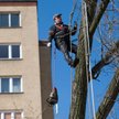 Sąd: jeśli przycinać drzewo, to z umiarem