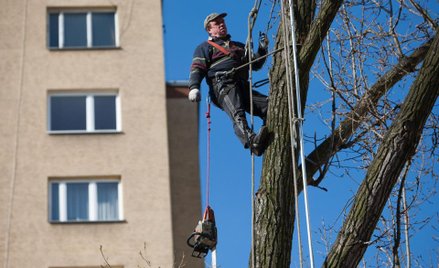 Jakie są opłaty za wycięcie drzew