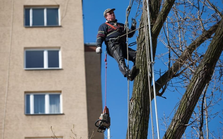 Sąd: jeśli przycinać drzewo, to z umiarem