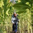 Plantacja tytoniu w miejscowości Batac w północnofilipińskiej prowincji Ilocos