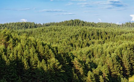 Ucieczki w tajgę przed epidemią