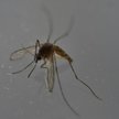 Żołnierze Stanów Zjednoczonych zakażeni wirusem Zika