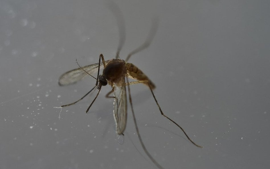 Żołnierze Stanów Zjednoczonych zakażeni wirusem Zika